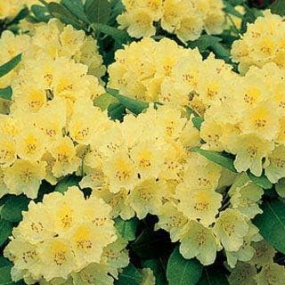 Weiß orange narcissus blume samen for anpflanzung premium quality heirloom & gmo free samen for home garten
 
 sale for anpflanzung in home garten