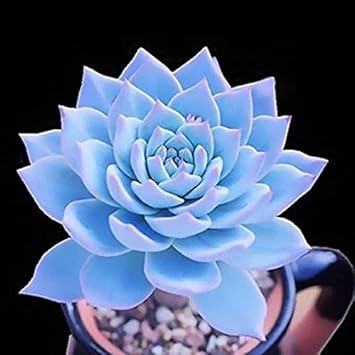 Blau echeveria subsessilis blume samen for anpflanzung - sun loving, heirloom & gmo free samen for home garten
 
 sale samen for home garten