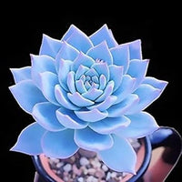 Blau echeveria subsessilis blume samen for anpflanzung - sun loving, heirloom & gmo free samen for home garten
 
 sale samen for home garten