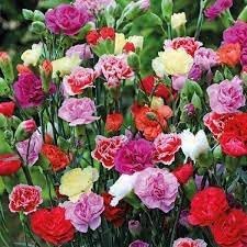 Heirloom dianthus caryophyllus blume samen for anpflanzung long bloom season heirloom & gmo free samen for home garten
sale for anpflanzung in home garten