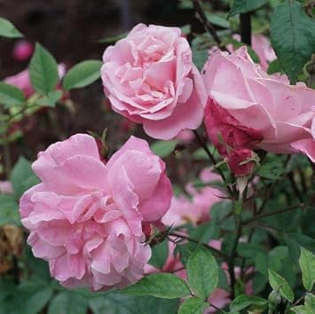 Baby rosa climbing rose blume samen for anpflanzung - pollinator friendly, heirloom & gmo free samen for home garten
 
 sale for anpflanzung in home garten.
