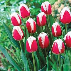 Rot weiß tulip blume samen blume samen for anpflanzung cut blume favorite heirloom & gmo free samen for home garten 
 
 sale for anpflanzung in home garten