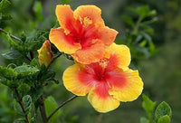 Gelb Rot Hibiskus Blumensamen zur Aussaat Anzucht Traditionssorte & ohne Gentechnik Samen Hausgarten