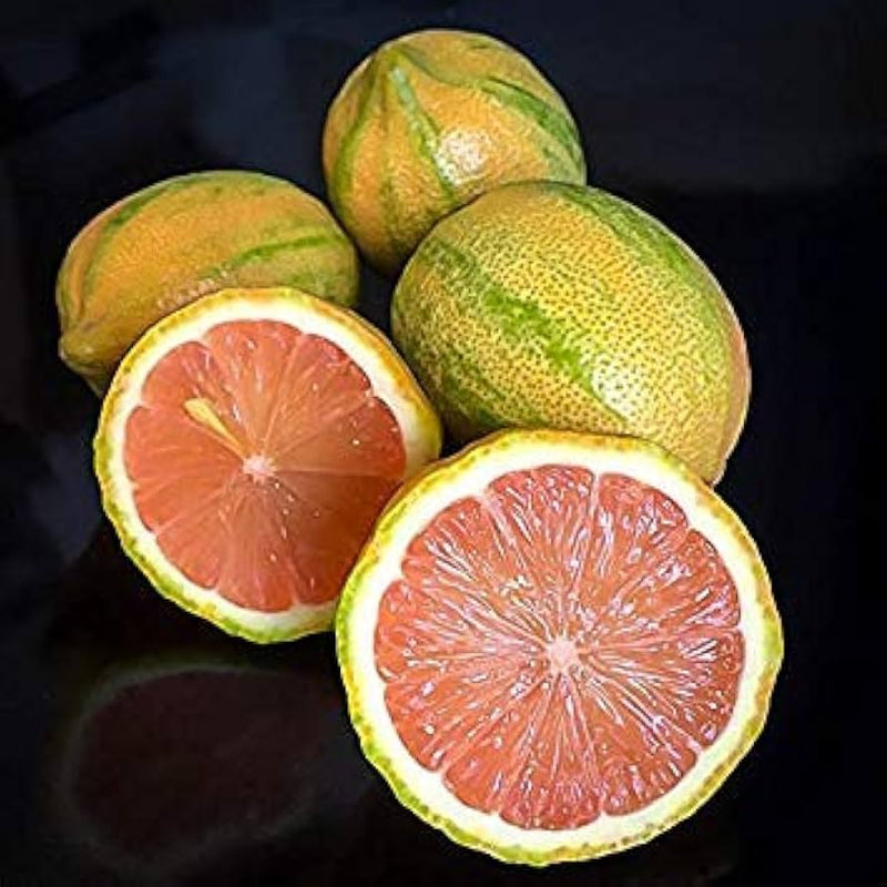 Semi di limone rosa facili da piantare
