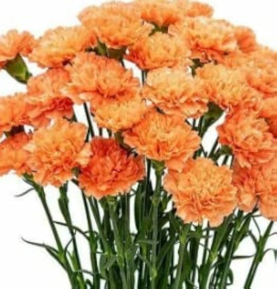Orange Nelke Blumensamen zur Aussaat – kompakt Wuchs Traditionssorte & ohne Gentechnik Samen Hausgarten