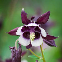 William Guinness Columbine European Wildblume Samen zur Aussaat Garten