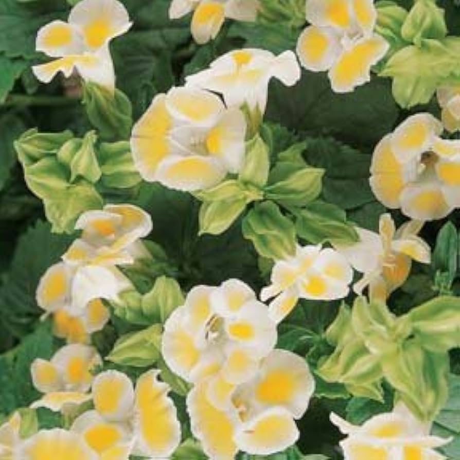 Torenia Semi Kauai Lemon Drop Samen