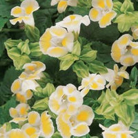 Torenia Semi Kauai Lemon Drop Samen