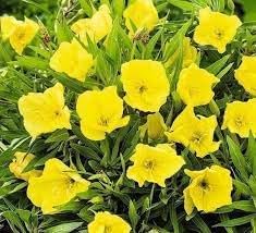 Oenothera missouriensis blume samen for anpflanzung wildflower mix heirloom & gmo free samen for home garten 
 
 sale for anpflanzung in home garten