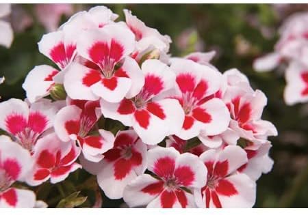 Rot & weiß geranium blume samen for anpflanzung - vibrant colors, heirloom & gmo free samen for home garten
 
 sale for anpflanzung in home garten.