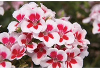 Rot & weiß geranium blume samen for anpflanzung - vibrant colors, heirloom & gmo free samen for home garten
 
 sale for anpflanzung in home garten.