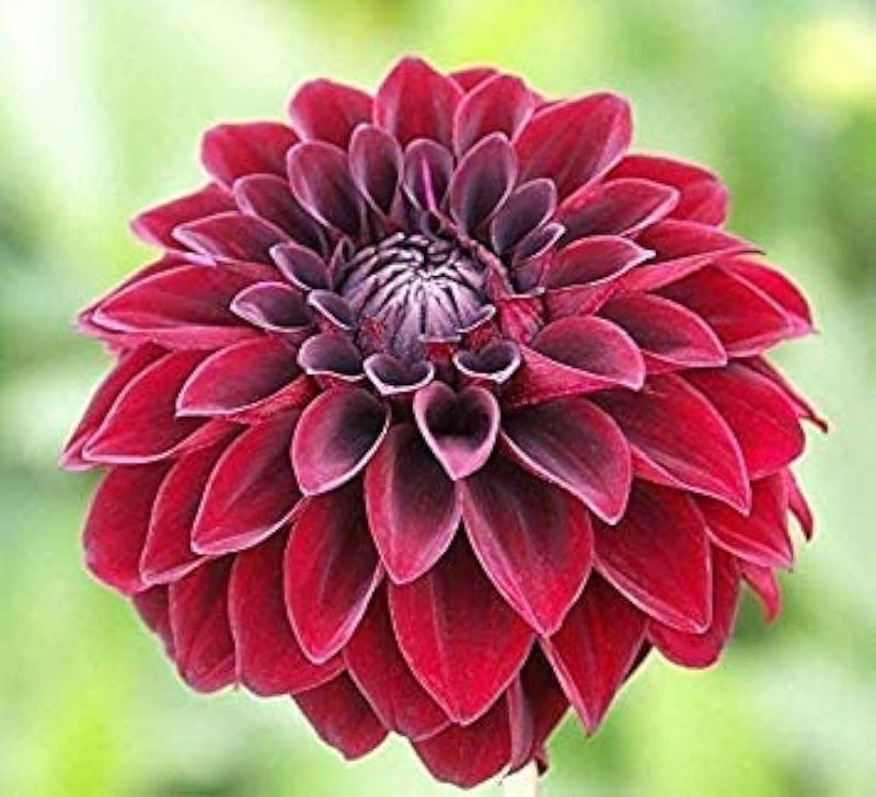 Arabian night dahlia blume samen for anpflanzung - wildflower mix, heirloom & gmo free samen for home garten
sale for anpflanzung in home garten.