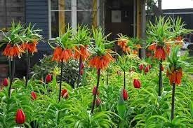 Imperialis blume samen for anpflanzung - shade tolerant, heirloom & gmo free samen for home garten
 
 sale for anpflanzung in home garten