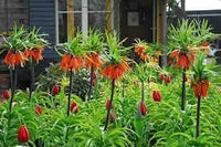 Imperialis blume samen for anpflanzung - shade tolerant, heirloom & gmo free samen for home garten
 
 sale for anpflanzung in home garten