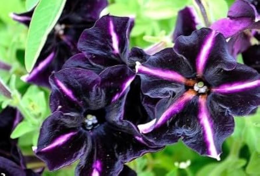 Schwarz Lila Petunie Blumensamen zur Aussaat Halbschatten verträglich Traditionssorte & ohne Gentechnik Samen Hausgarten