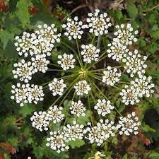 Anisum blume samen for anpflanzung wildflower mix heirloom & gmo free samen for home garten
sale for anpflanzung in home garten