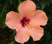 Peach hibiscus blume samen for anpflanzung wildflower mix heirloom & gmo free samen for home garten 
 
 sale for anpflanzung in home garten