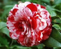 Camellia rot weiß blume samen for anpflanzung - seasonal bloomer, heirloom & gmo free samen for home garten
 
 sale for anpflanzung in home garten.