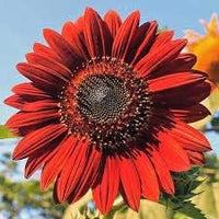 Rot mini sunflower samen for anpflanzung, heirloom non-gmo, high germination organic garten samen
 
 sale samen for home garten