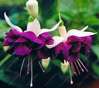 Lila weiß fuchsia blume samen for anpflanzung long bloom season heirloom & gmo free samen for home garten 
 
 sale for anpflanzung in home garten