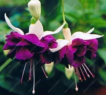 Lila weiß fuchsia blume samen for anpflanzung long bloom season heirloom & gmo free samen for home garten 
 
 sale for anpflanzung in home garten