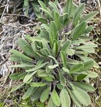 Lamb'sear blume samen for anpflanzung long bloom season heirloom & gmo free samen for home garten 
 
 sale for anpflanzung in home garten