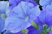 hell Blau Petunie Blumensamen zur Aussaat Anzucht Traditionssorte & ohne Gentechnik Samen Hausgarten