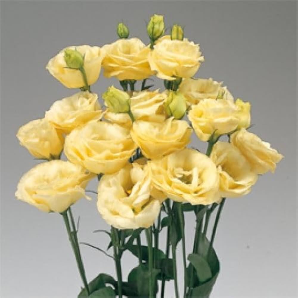 Gelb Lisianthus Samen elegant Gelb Blumen