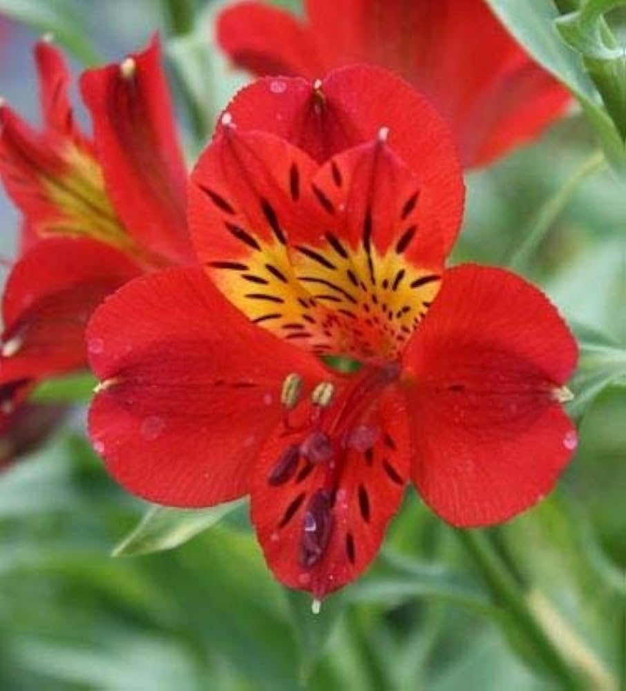 Peruvian Lilie Alstroemeria Blumensamen