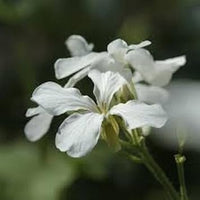 Weiß lunaria biennis blume samen for anpflanzung - shade tolerant, heirloom & gmo free samen for home garten
 
 sale for anpflanzung in home garten