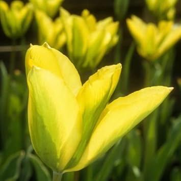 Grün and gelb tulip blume samen for anpflanzung