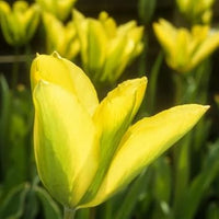 Grün and gelb tulip blume samen for anpflanzung