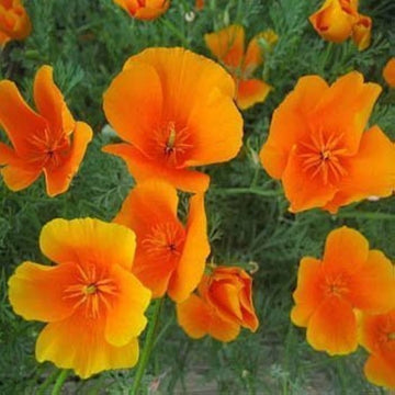 Gelb Eschscholtzia Blumensamen zur Aussaat pflegeleicht Traditionssorte & ohne Gentechnik Samen Hausgarten