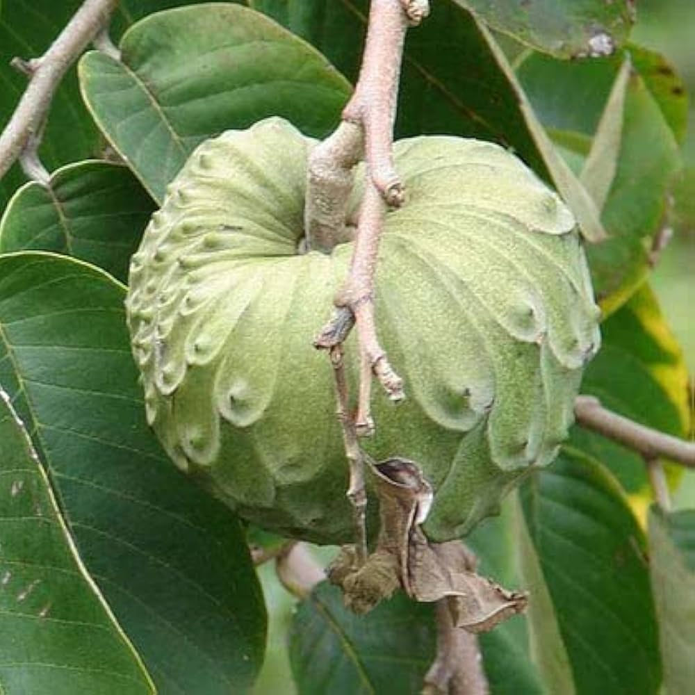 Annona cherimola Fruchtsamen für einfaches Anpflanzen