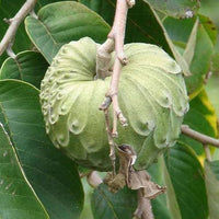 Annona cherimola Fruchtsamen für einfaches Anpflanzen