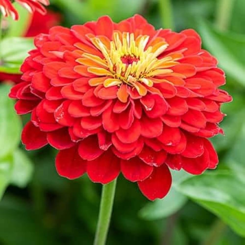 Rot Zinnie Samen Zinnie elegans zur Aussaat Blume Garten und Bestäuber Patch