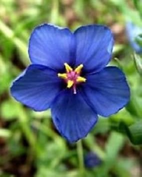 Blau pimpernel blume samen for anpflanzung - cut blume favorite, heirloom & gmo free samen for home garten
 
 sale samen for anpflanzung in home garten