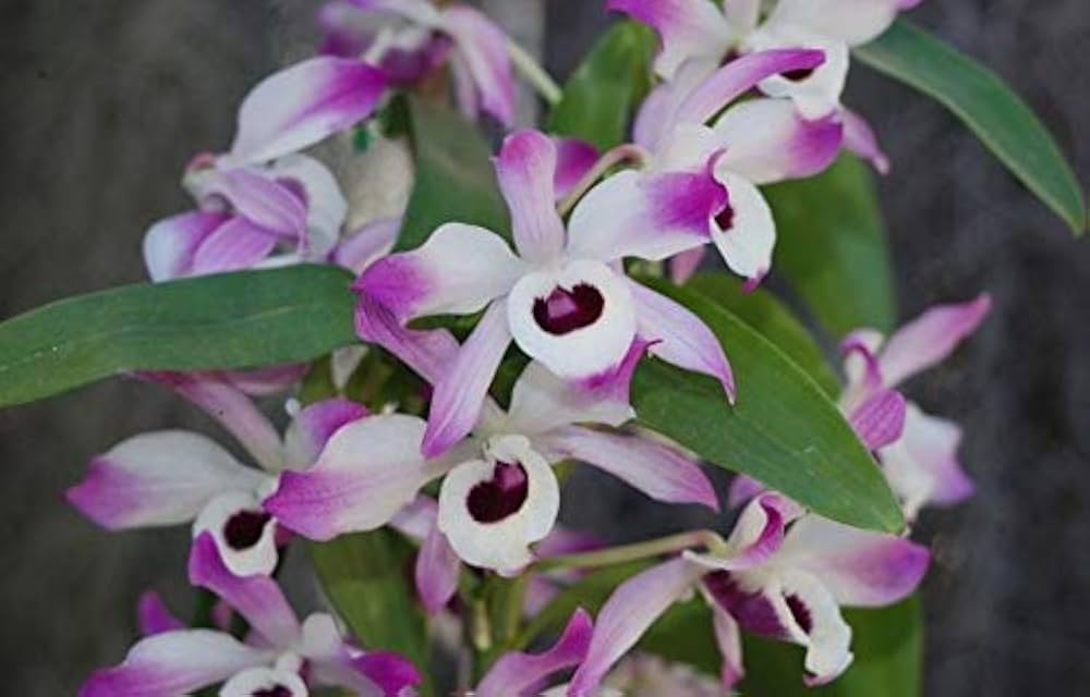 December Orchidee Samen zur Aussaat Dendrobium Nobile Blume Beet für Innenräume Garten