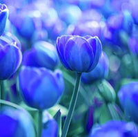 Tulpe Blau Blumensamen zur Aussaat leuchtend Blau Blüten für Ihren Garten