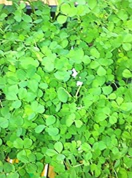 Irish clover shamrock samen – heirloom non-gmo blumen for garten anpflanzung
 
 sale samen for home garten