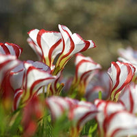 Sauerklee Versicolor Blumensamen zur Aussaat saisonal Dauerblüher Traditionssorte & ohne Gentechnik Samen Hausgarten