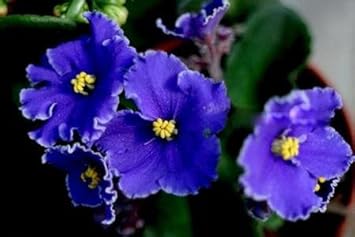 African violet blume samen for anpflanzung - garten favorite, heirloom & gmo free samen for home garten
 
 sale for anpflanzung in home garten.