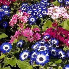 Cineraria blume samen for anpflanzung cottage garten essential heirloom & gmo free samen for home garten 
 
 sale for anpflanzung in home garten
