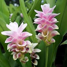 Curcuma rosa blume samen for anpflanzung - elevate your garten