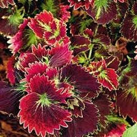 Coleus blume samen for anpflanzung - compact growth, heirloom & gmo free samen for home garten
 
 sale for anpflanzung in home garten.