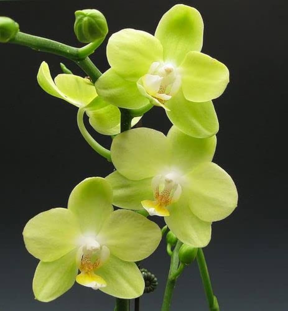 hell Grün Orchidee Blumensamen zur Aussaat – Anzucht Traditionssorte & ohne Gentechnik Samen Hausgarten