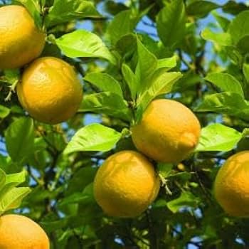 Semi di limetta dolce, Citrus limetta