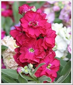 Lila climbing rose blume samen for anpflanzung vibrant colors heirloom & gmo free samen for home garten
 
 sale for anpflanzung in home garten