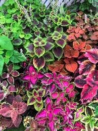 Heirloom coleus blume samen for anpflanzung easy to grow heirloom & gmo free samen for home garten 
 
 sale for anpflanzung in home garten