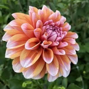 Butterscotch dahlia blume samen for anpflanzung - sun loving, heirloom & gmo free samen for home garten
 
 sale for anpflanzung in home garten.